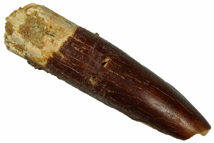 Fossil Sauropod Dinosaur (Titanosaur) Tooth - Morocco #298500